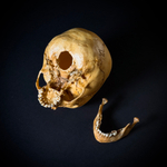 Череп человека ребёнок (анатомическая модель)