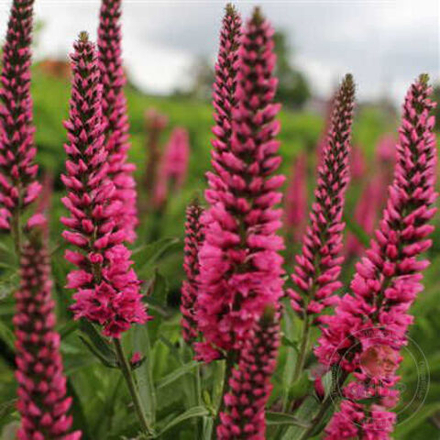 Вероника Атомик Ред Рей С2