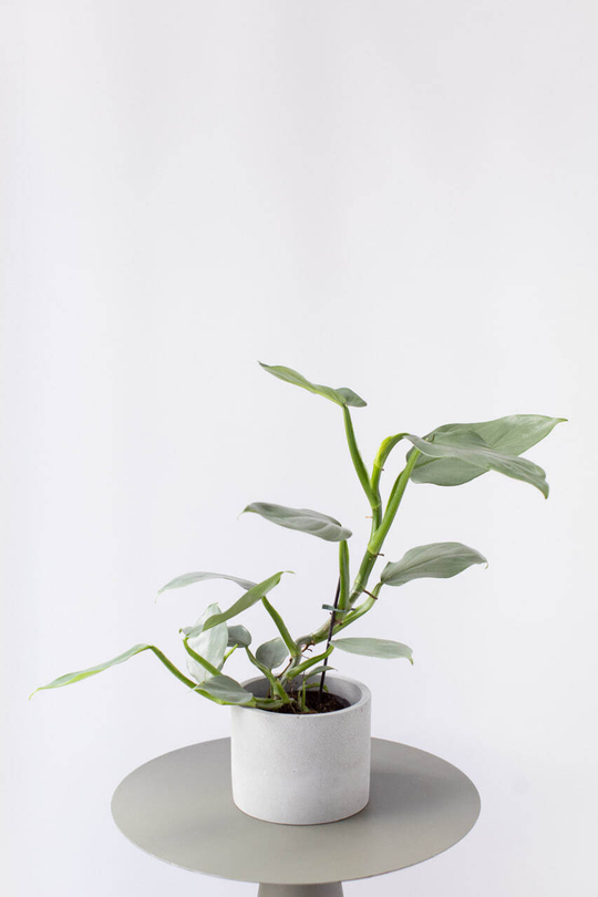 Филодендрон Сильвер Сворд