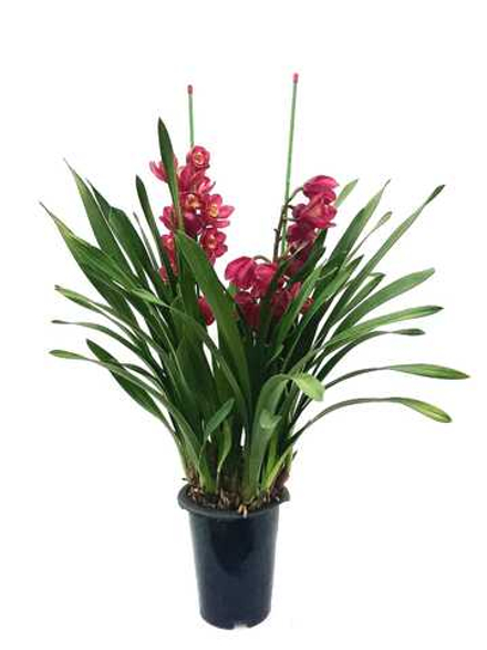 Цимбидиум (Орхидея)