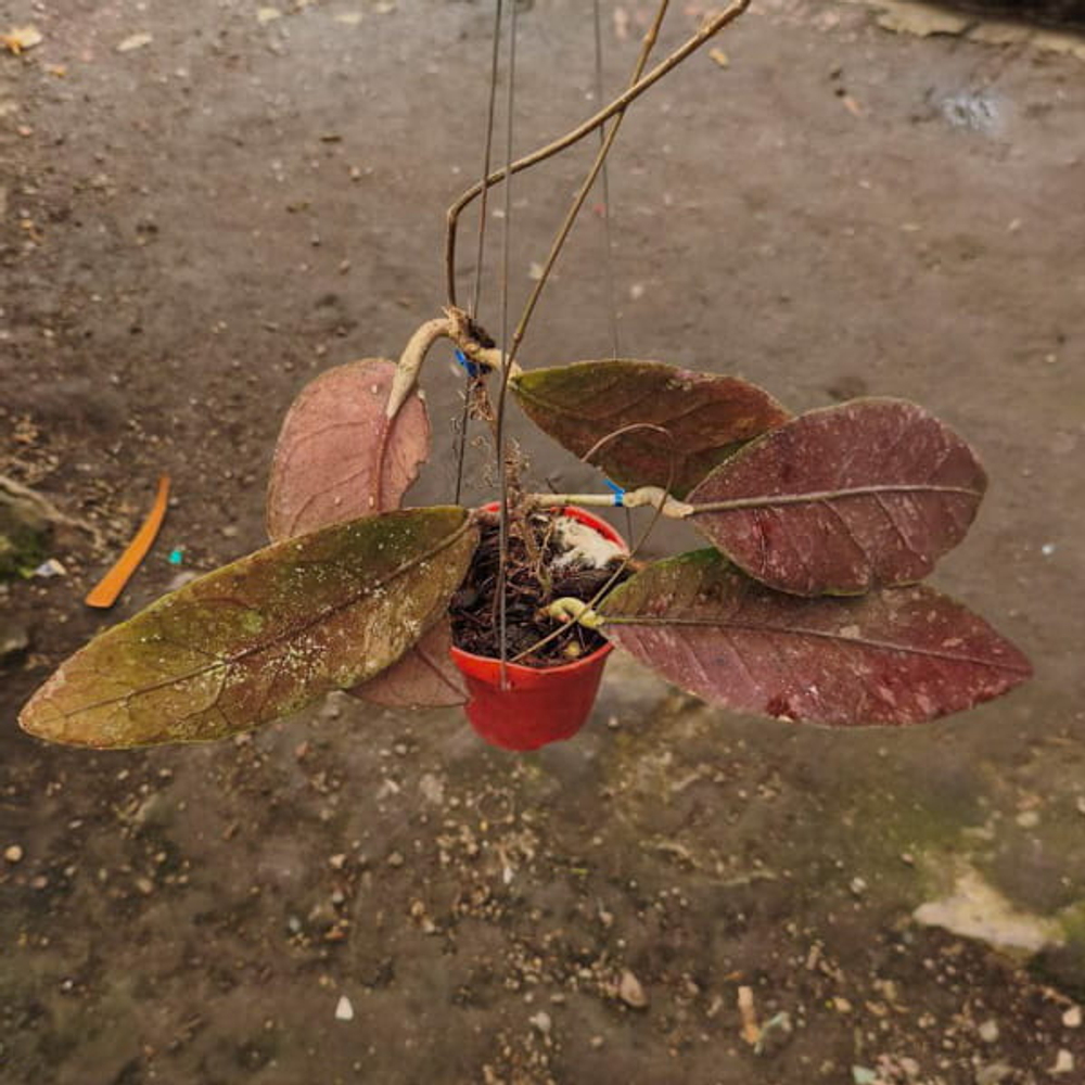 Хойя SP ACEH BARISAN