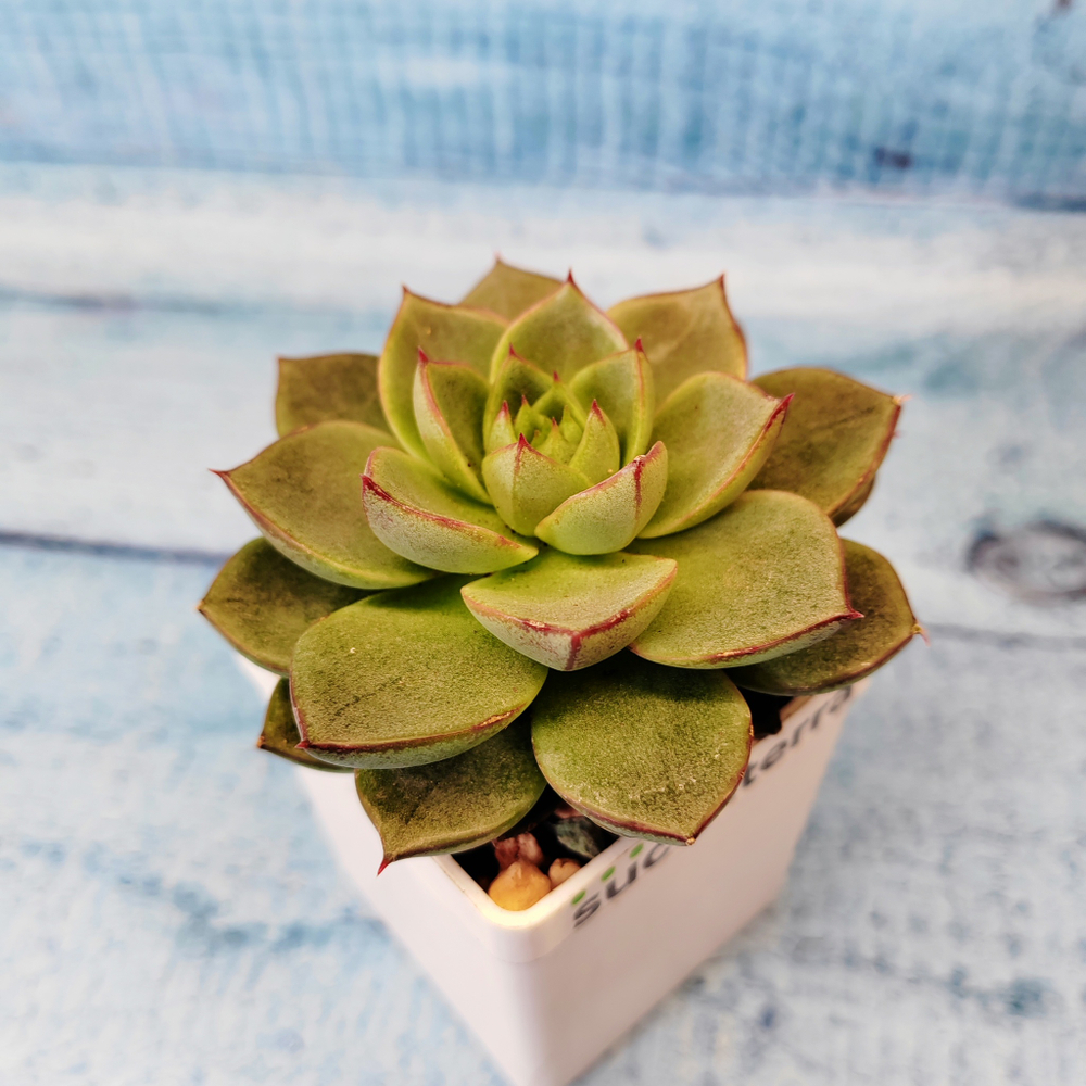 Echeveria Fabiola (Эхеверия)