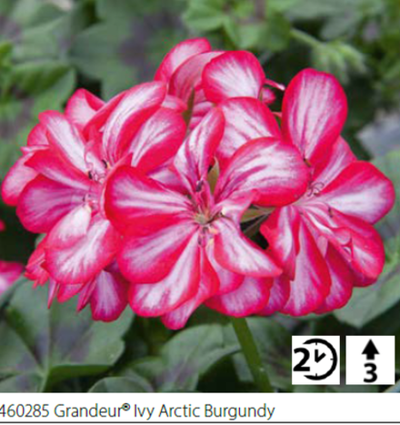 ЕВРО Пеларгония зональная Grandeur Ivy Arctic Burgundy укореннный черенок ОКС конец ноября