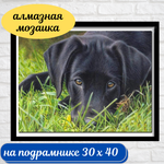 Алмазная мозаика на подрамнике - "Лабрадор"