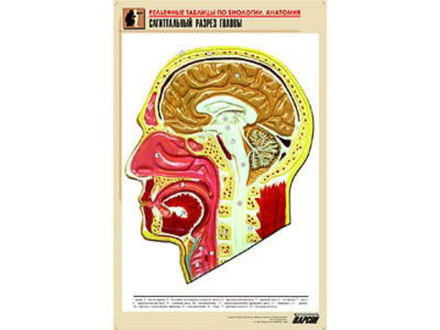 Рельефная таблица &#34;Сагиттальный разрез головы&#34; (формат А1, матовое ламинир.)