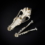 Череп собаки