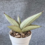 Сансевиерия RUGBY