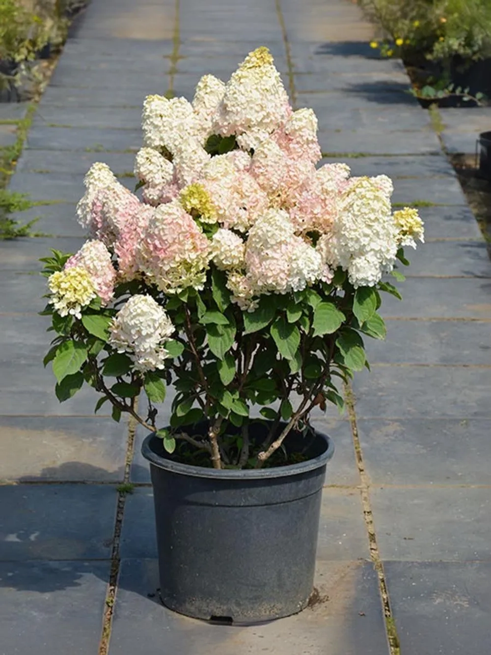 Гортензия метельчатая Пандалус