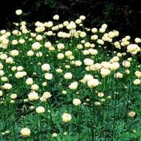 Купальница