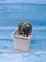 Ferocactus Latispinus (Ферокактус)