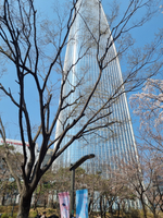 Авторский тур "В погоне за Сакурой 2026"