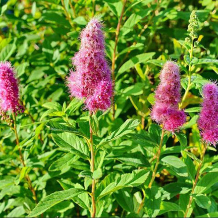 Спирея Билларда С3 30-40