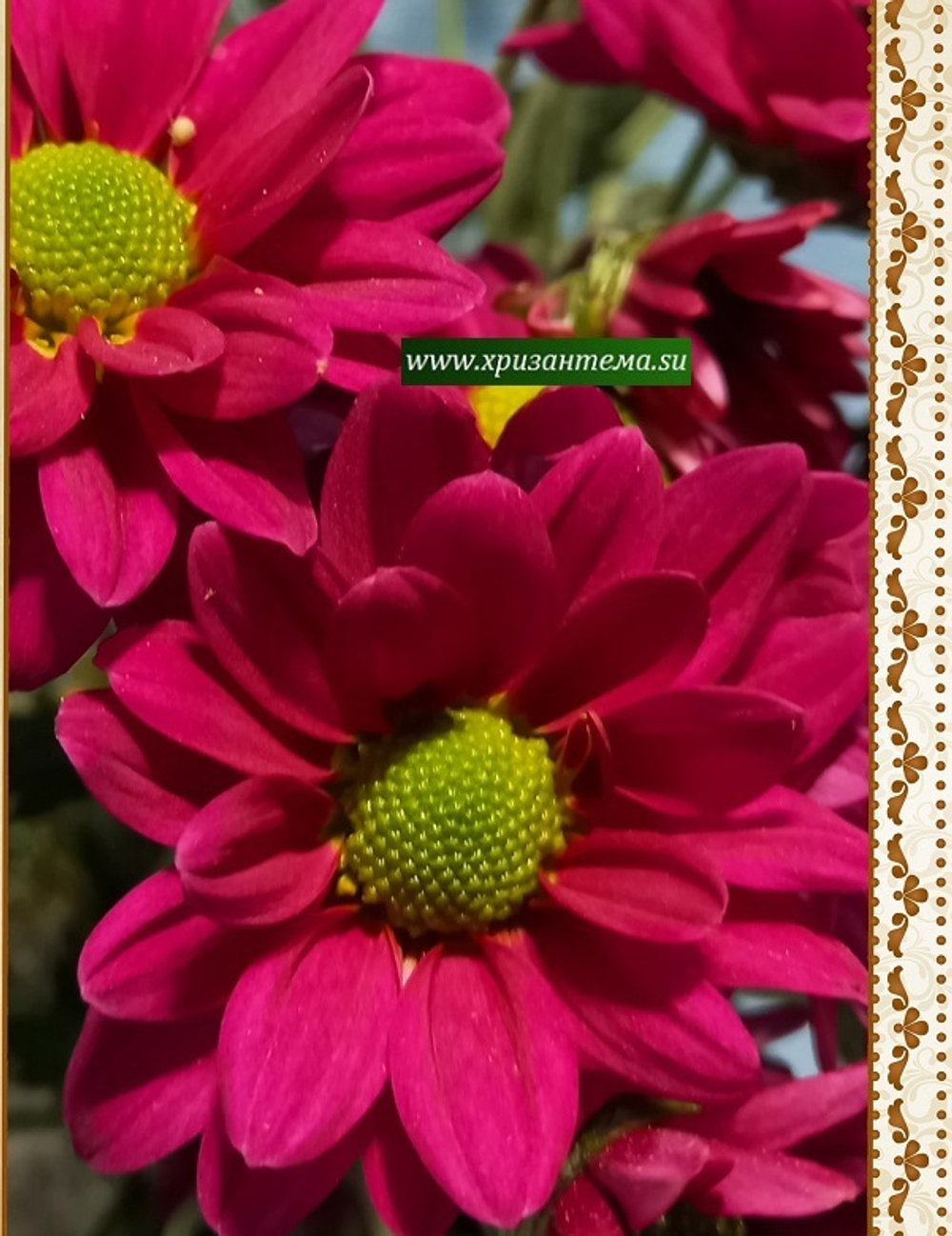 Хризантема кустовая Chelo ☘ к.68   (отгрузка  Сентябрь)