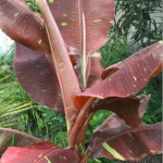 Банан вариегатный DAENG INDO/SIAM RUBY