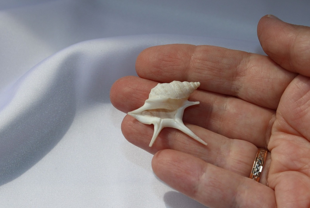 Морская ракушка Куриная нога (Aporrhais pesgallinae) 3,2 см.