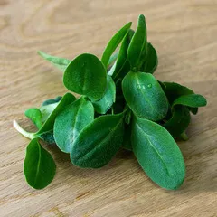 Бораго (огуречная трава) на корне (лоток) / 30 гр / РАСПРОДАЖА