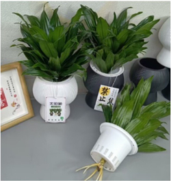 Драцена Sun God д. 11