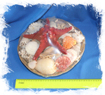 Купить набор морских ракушек декор