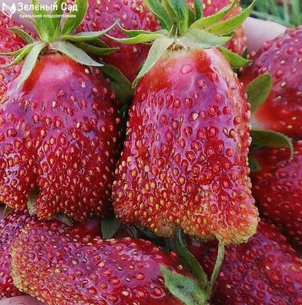 Клубника (земклуника) Купчиха