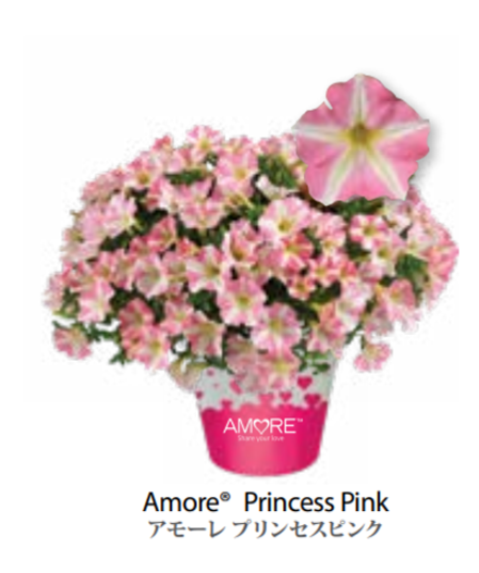 ЕВРО Petunia Amore Princess Pink укорененный черенок середина декабря 25