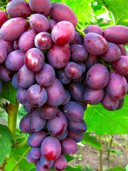 Виноград Дунав 1шт