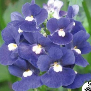 2661 Немезия MARETO BLUE