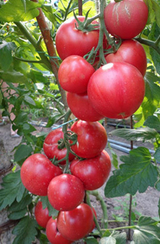 Пинк Клейр F1 семена томата индетерминантного (Hazera / Хазера)