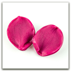 Орхидея Ванда