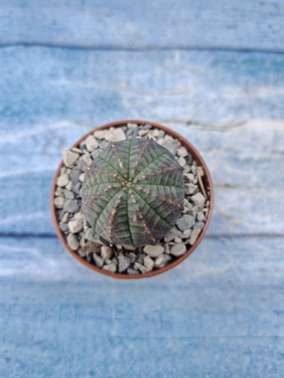 Euphorbia Obesa (Эуфорбия)