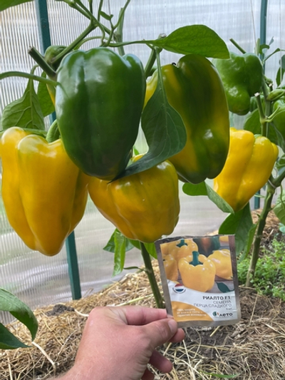 Выращиваем здоровую рассаду сладкого перца