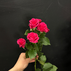 Роза кустовая Quincy 60 см / 1 шт