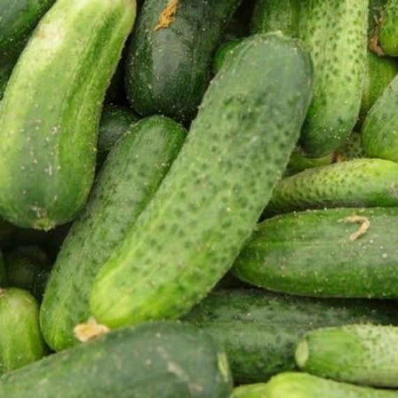ШАКТИ F1 семена огурца Rijk Zwaan купить – фото 1