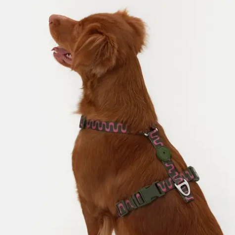 Критерии анатомической шлейки: разбираемся вместе со специалистом