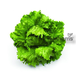 Салат Элсол (100шт) Витагрин Профи