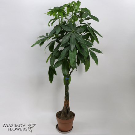 Горшочное растение "Пахира"