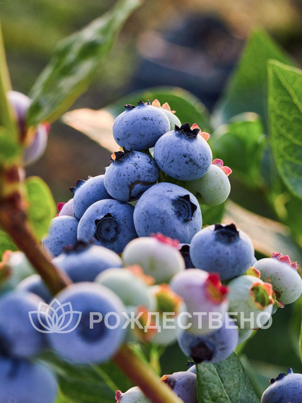 Голубика садовая Элизабет