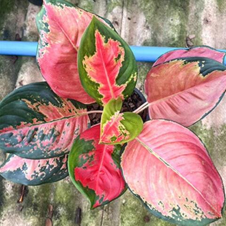 Аглаонема COCHIN ANGTHONG