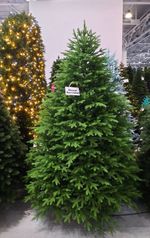 пышная густая ель "лесная красавица"