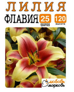 Лилия Луковица, Флафия, ОТ-гибрид, разбор 22/24, 1 шт