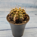 Gymnocalycium T-Rex hybride (Гимнокалициум T-rex)