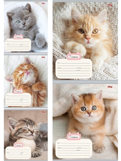 Тетрадь А5 18л. клетка "Котик и уют" облистер -мелов.картон, 5 дизайнов (Проф-Пресс)