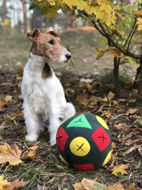 Игрушка для собак Мяч для собак Игровой коврик для собак