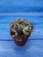 Euphorbia meloformis f. Variegated (Эуфорбия вариегатная)