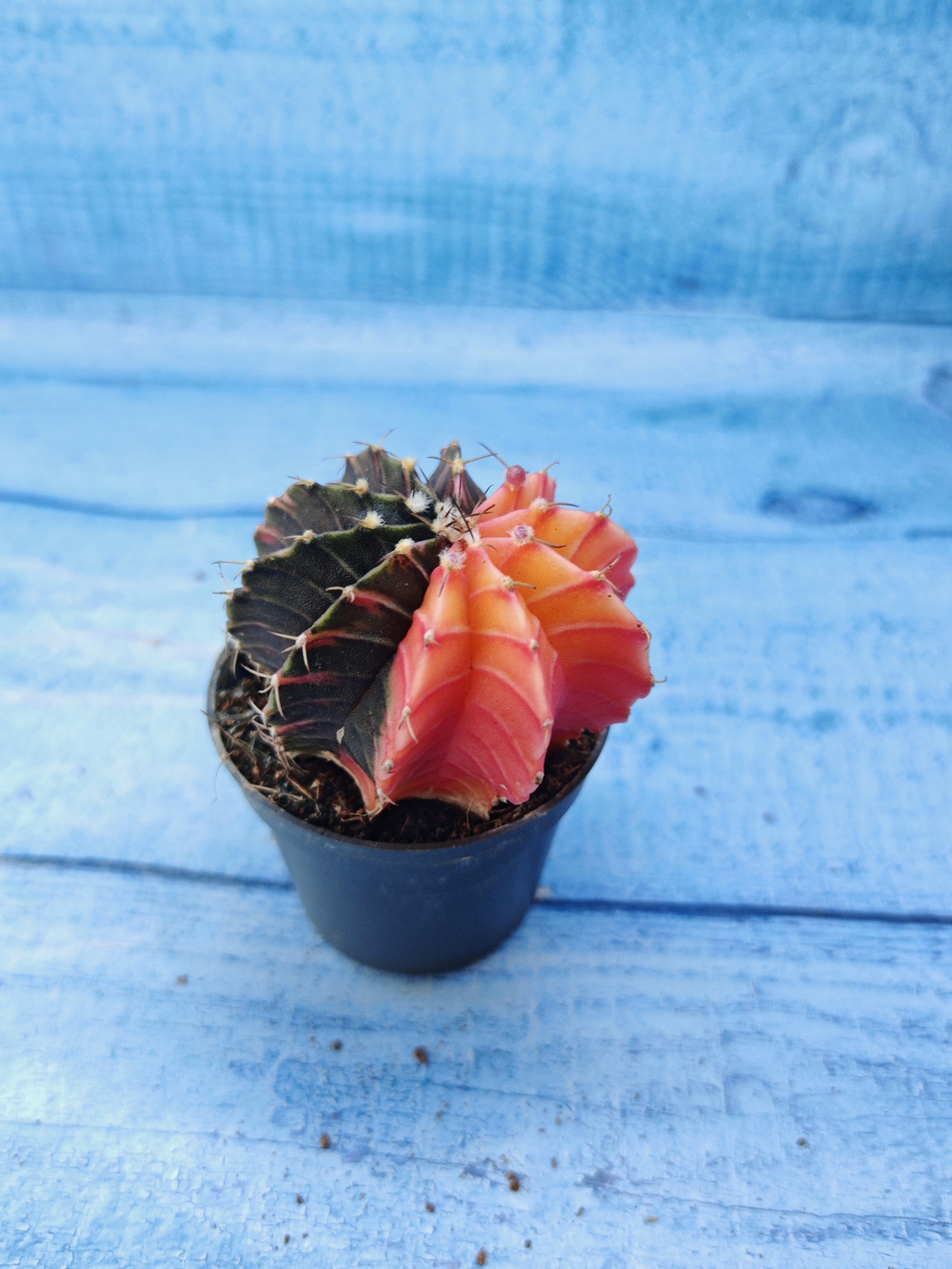 Gymnocalycium Variegata (Гимнокалициум Вариегатный)
