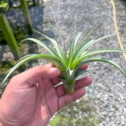 Тилландсия flexuosa