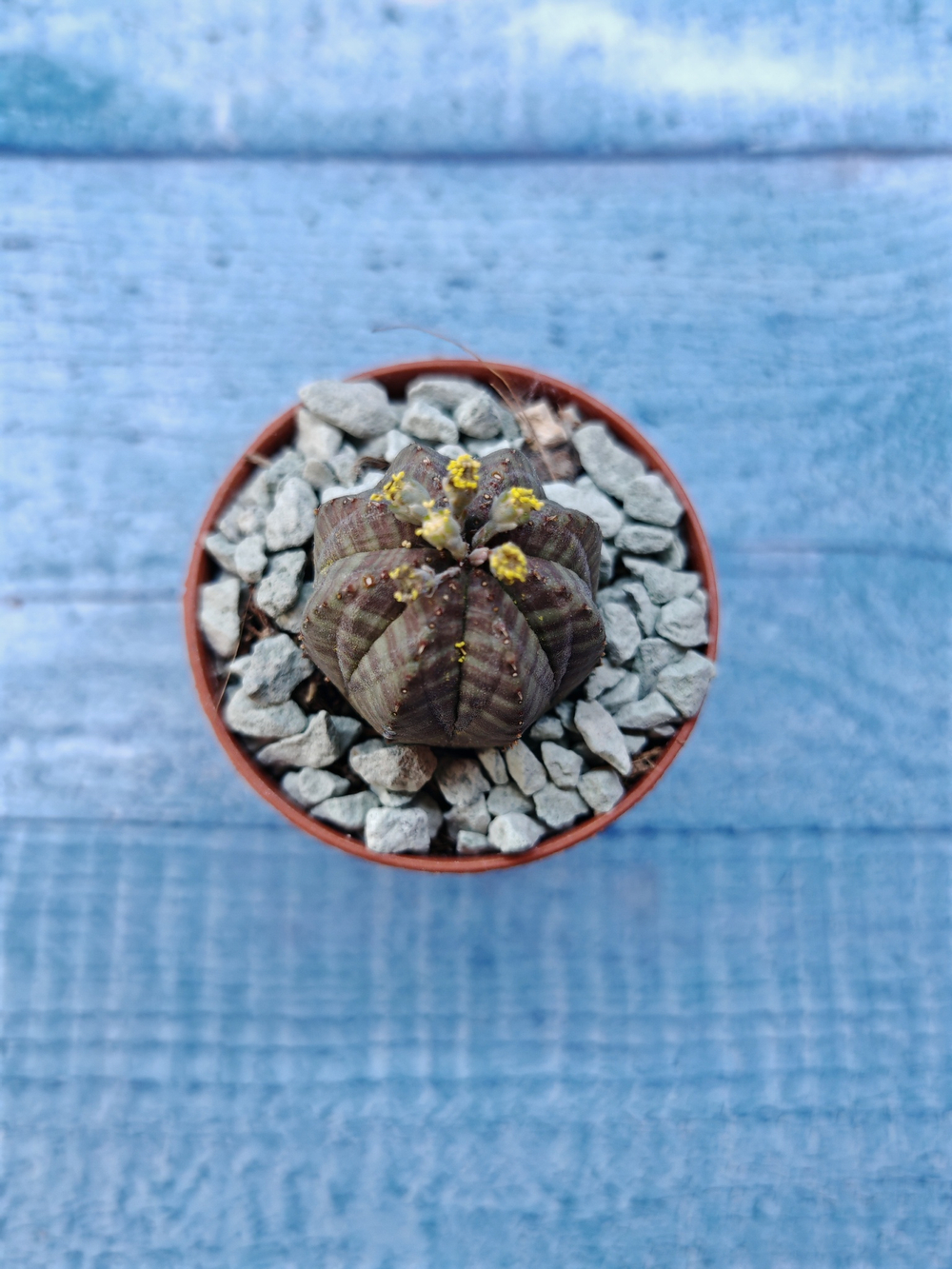 Euphoria Obesa (Эуфорбия)