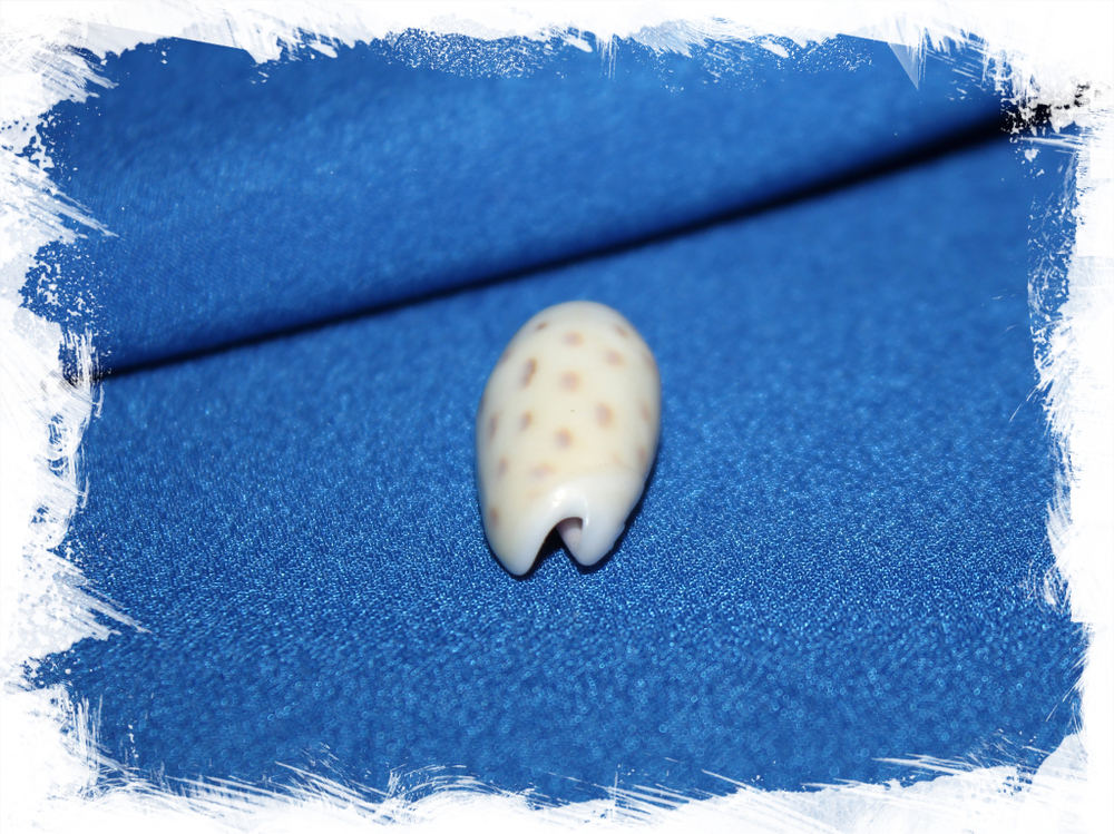 Олива тесселлата (Oliva tessellata)