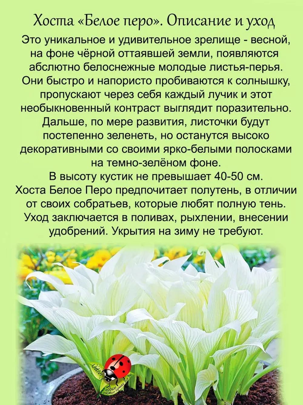 Хоста Белое Перо белая многолетник