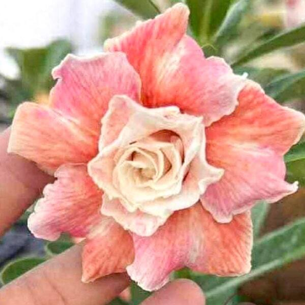 Адениум NAM KHANG