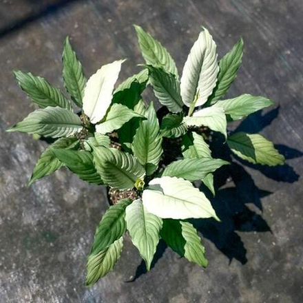 Спатифиллум BLUE ICE